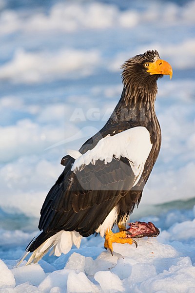 Steller-zeearend, Stellers Sea-eagle stock-image by Agami/Marc Guyt,