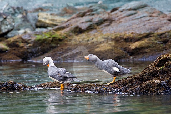 Pair of Fuegian Steamer Ducks (Tachyeres pteneres) in Patagonia, Argentina. stock-image by Agami/Marc Guyt,