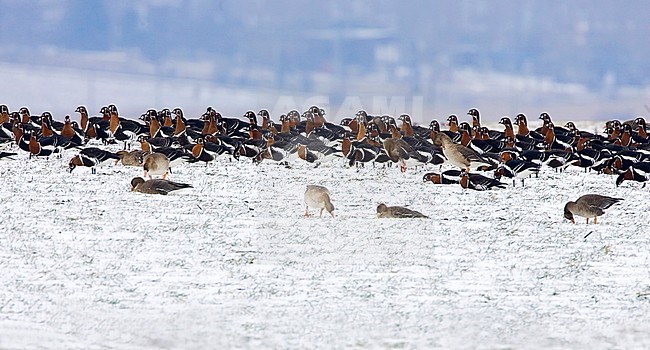 Grote groep Roodhalsganzen overwinterent in Bulgarije; Flock of Red-breasted Geese (Branta ruficollis) wintering in Bulgaria stock-image by Agami/Bas van den Boogaard,