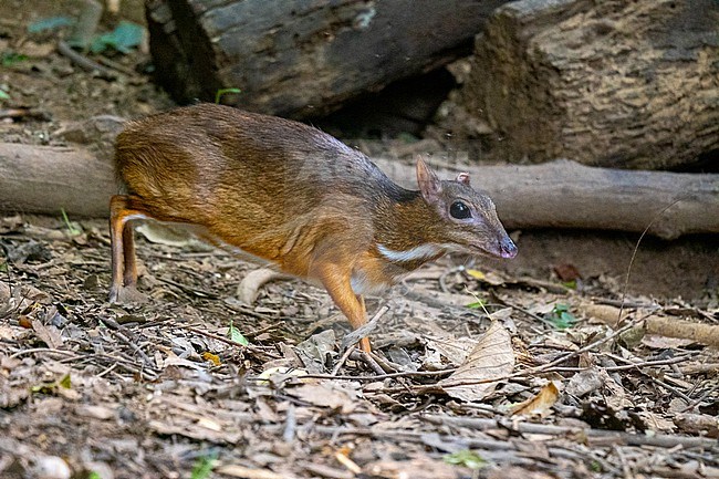 Mouse deer, Tragulus kanchil stock-image by Agami/Hans Germeraad,