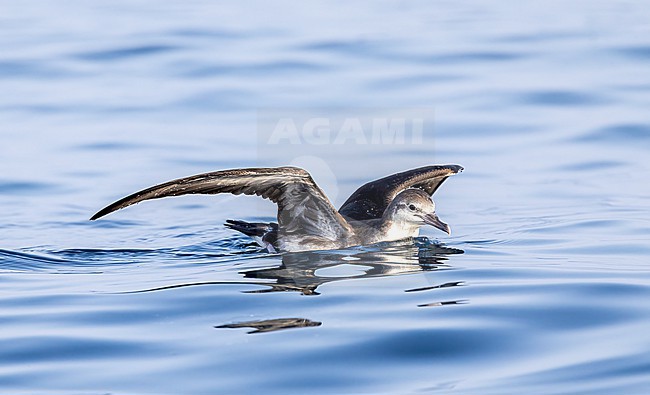 Persian shearwater (Puffinus persicus) in water during pelagic off Mirbat, Oman stock-image by Agami/Roy de Haas,
