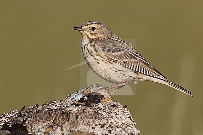 Adult Meadow Pipit (Anthus pratensis) during breeding season on the tundra on Iceland. stock-image by Agami/Daniele Occhiato,