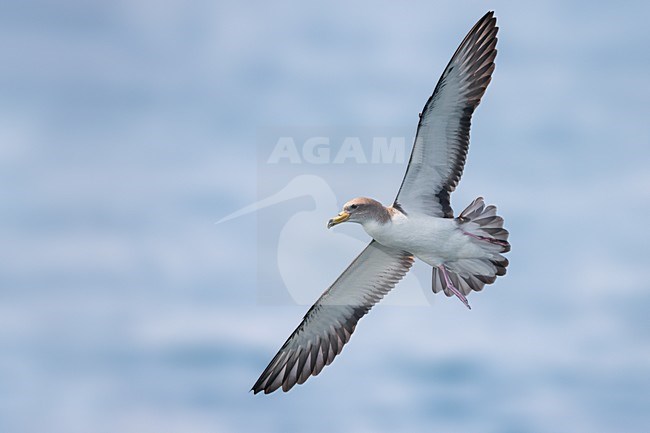 Vliegende Scopoli's Pijlstormvogel; Scopoli's Shearwater in flight stock-image by Agami/Daniele Occhiato,