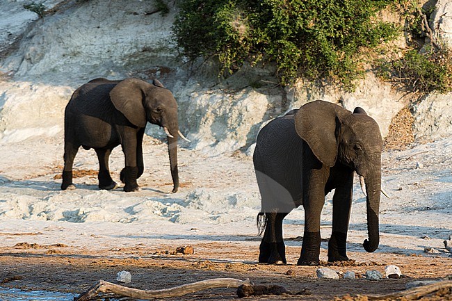 Two young African elephants, Loxodonta africana, on the Chobe riverbank in Chobe National Park. Botswana. stock-image by Agami/Sergio Pitamitz,
