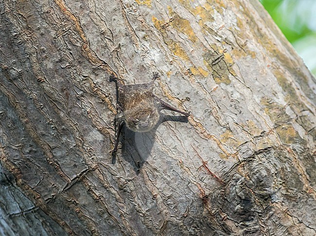 Proboscis bat (Rhynchonycteris naso) perched at a tree stock-image by Agami/Pete Morris,