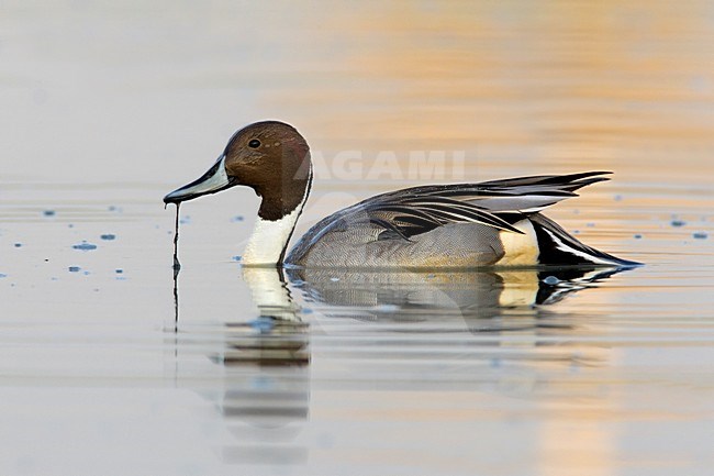 Zwemmend mannetje Pijlstaart; Swimming male Northern Pintail stock-image by Agami/Daniele Occhiato,