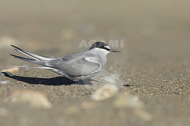 Adult breeding
Seward Peninsula, AK
June 2018 stock-image by Agami/Brian E Small,