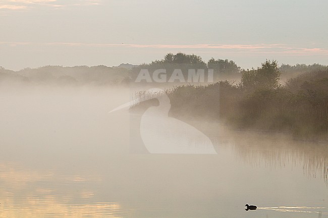 Landscape of dunes of Berkheide, Katwijk, Netherlands. stock-image by Agami/Menno van Duijn,
