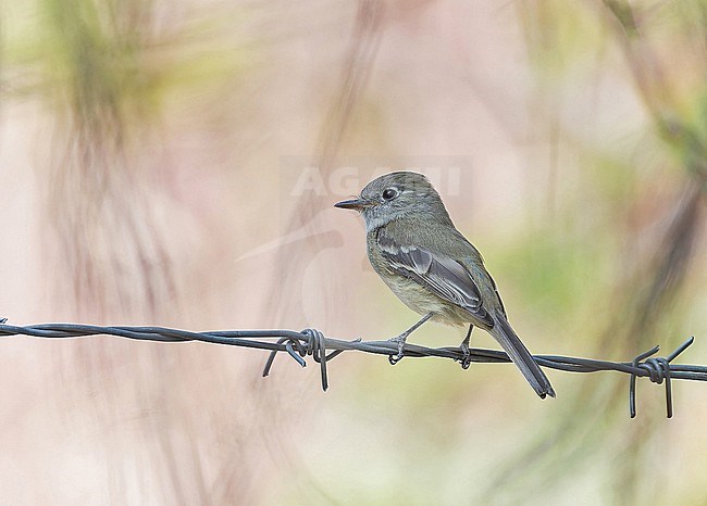 Early spring Dusky Flycatcher, Empidonax oberholseri, in Western Mexico. Perched on barbed wire. stock-image by Agami/Pete Morris,