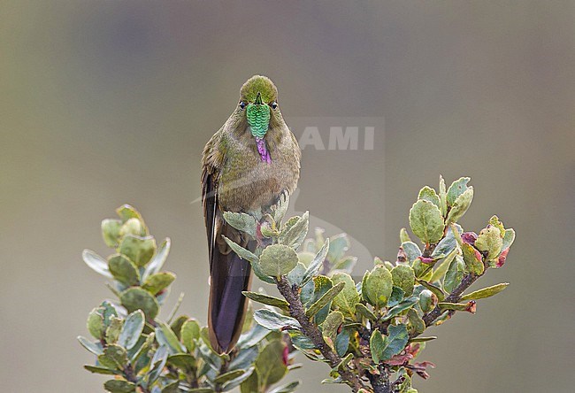 Bronze-tailed Thornbill (Chalcostigma heteropogon) in Colombia. stock-image by Agami/Pete Morris,