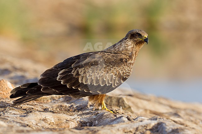 Juveniele Zwarte Wouw op de grond; juvenile Black Kite on the ground stock-image by Agami/Daniele Occhiato,