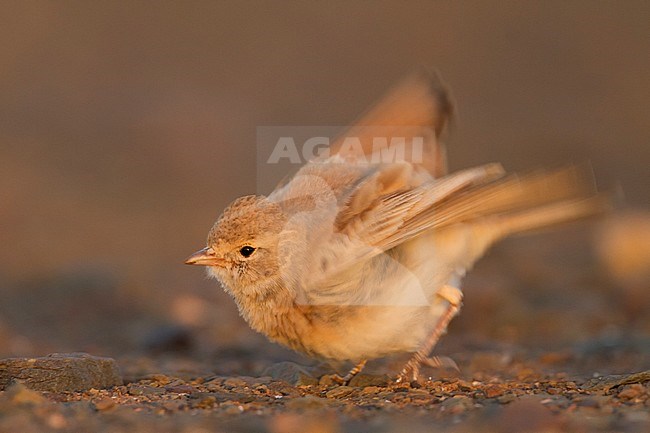 Bar-tailed Desert Lark (Ammomanes cincturus); Morocco, adult stock-image by Agami/Ralph Martin,
