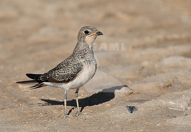 Juvenile Collared Pratincole (Glareola pratincola) during late summer or early autumn in Spain. Standing on the ground. stock-image by Agami/Laurens Steijn,