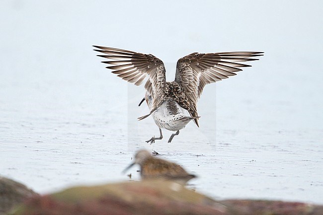 Curlew Sandpiper (Calidros ferruginea) landing in shallow water, seen on the back showing its rump. stock-image by Agami/Arto Juvonen,