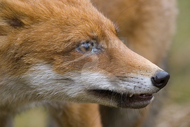 Red Fox head close-up; Vos kop beeldvullend stock-image by Agami/Han Bouwmeester,