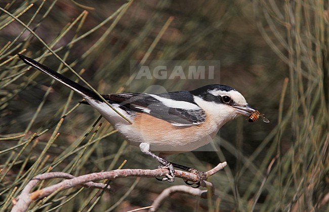 Maskerklauwier met prooi; Masked Shrike with prey stock-image by Agami/Markus Varesvuo,