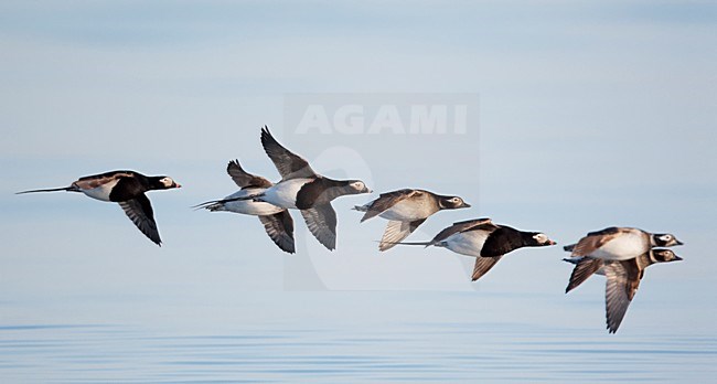 Groep IJseenden in zomerkleed in de vlucht; Group of Long-tailed Ducks in breeding plumage in flight stock-image by Agami/Markus Varesvuo,