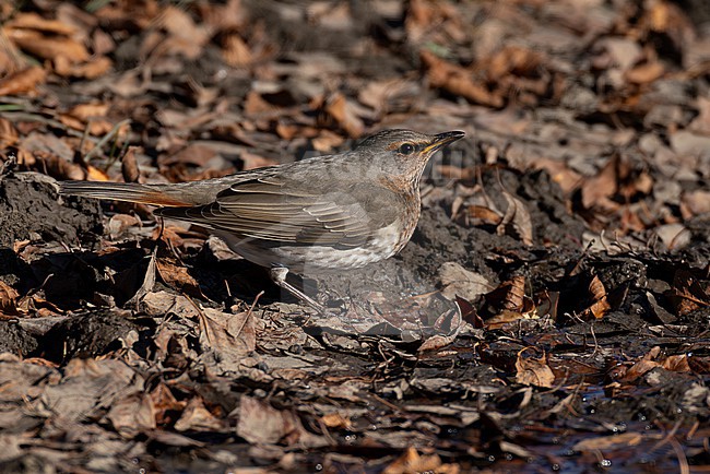 First year Red-throated Trush (Turdus ruficollis) on ground drinking, found near Ulaanbaatar in Mongolia stock-image by Agami/Mathias Putze,