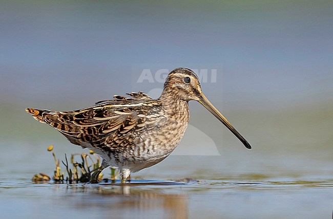 Common Snipe, Gallinago gallinago, in the Netherlands. stock-image by Agami/Han Bouwmeester,