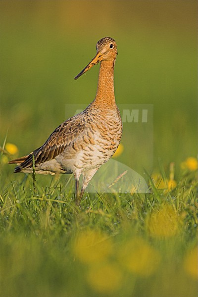 Adulte Grutto in weiland, Black-tailed Godwit adult in meadow stock-image by Agami/Menno van Duijn,