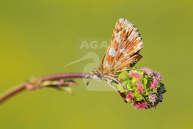 Kalkgraslanddikkopje, Red-underwing Skipper stock-image by Agami/Wil Leurs,