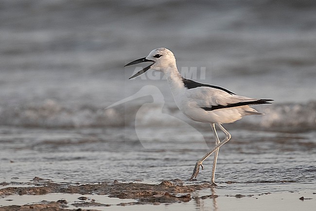 Crab Plover (Dromas ardeola) calling on a beach in Mogadishu, Somalia. stock-image by Agami/David Monticelli,