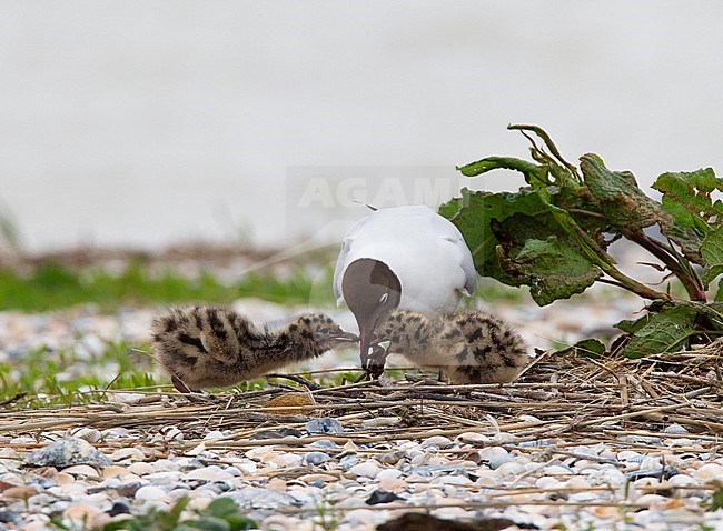 Kokmeeuw voert jongen, Black-headed Gull feeding young stock-image by Agami/Roy de Haas,