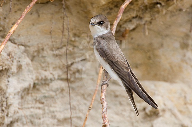 Oeverzwaluw in zit bij nesthol; Sand Martin perched near breeding hole stock-image by Agami/Daniele Occhiato,