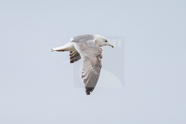 2nd cycle Russian Common Gull (Larus canus heinei) flying over the shore of Shirvan NP, Azerbijan. stock-image by Agami/Vincent Legrand,