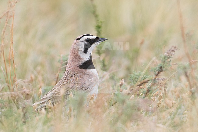 Steppe Horned Lark (Eremophila alpestris brandtii), Russia (Baikal), adult standing in tall grass looking alert. stock-image by Agami/Ralph Martin,