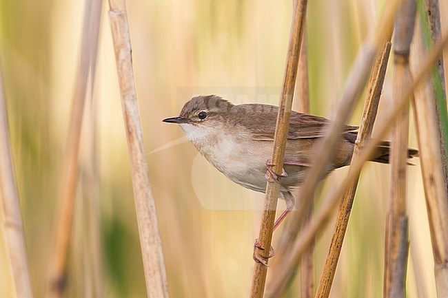 Savis Warbler - Rohrschwirl - Locustella luscinoides, Germany stock-image by Agami/Ralph Martin,