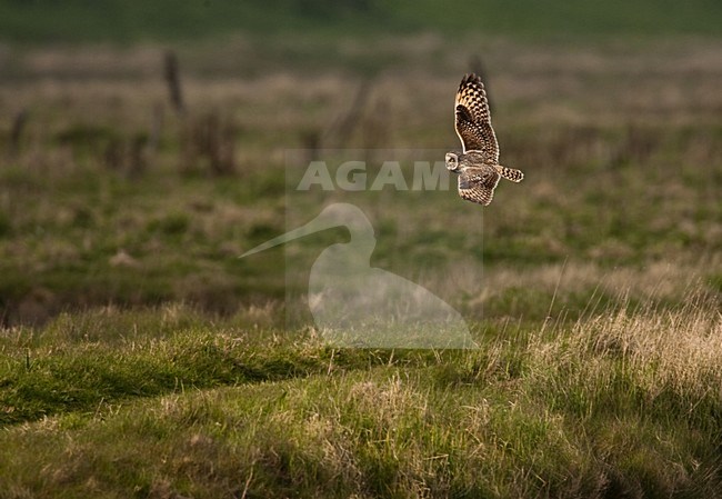 Velduil jagend; Short-eared Owl hunting stock-image by Agami/Menno van Duijn,