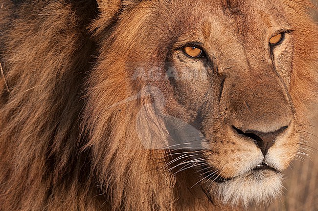 Close up portrait of a male lion, Panthera leo. Chief Island, Moremi Game Reserve, Okavango Delta, Botswana. stock-image by Agami/Sergio Pitamitz,