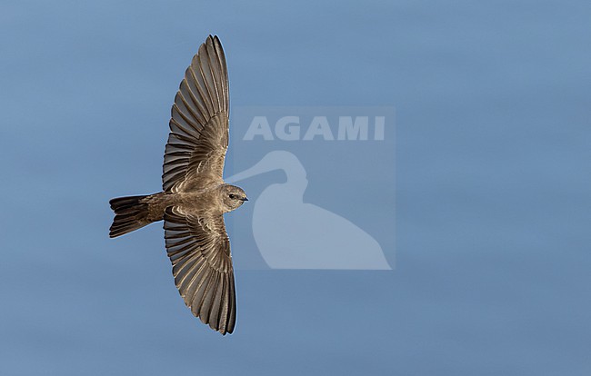 Brown-throated Martin (Riparia paludicola) in Western Cape, South Africa. stock-image by Agami/Ian Davies,