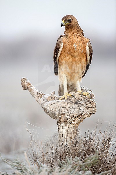 Perched immature Bonelli's Eagle (Aquila fasciata) near Toledo in Spain. Standing erect on a low stump. stock-image by Agami/Oscar Díez,