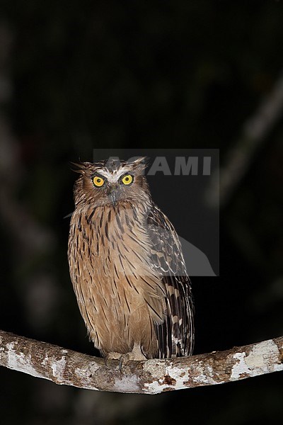 Buffy fish owl (Ketupa ketupu) at night on a branch along the Kinabatangan river in Sabah, Bornean Malaysia. stock-image by Agami/James Eaton,