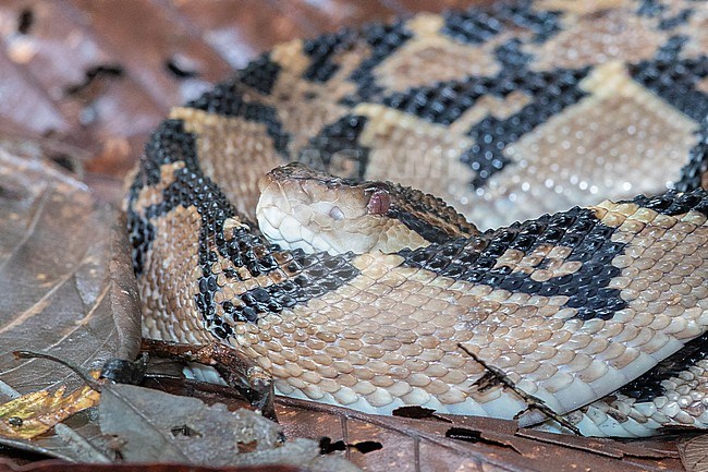 Amazonian Bushmaster (Lachesis muta) at Reserva Natural La Isla Escondida, Orito, Putumayo, Colombia.  This species, a viper, is the second longest venomous snake in the world, sometimes reaching more than three meters. stock-image by Agami/Tom Friedel,