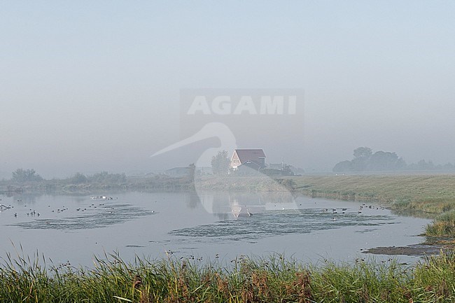 Foggy Kievitswaard in Nationaal Park de Biesbosch stock-image by Agami/Rob Riemer,