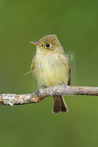 Adult Pacific-slope Flycatcher (Empidonax difficilis) perched on a twig against a green natural background.
In Riverside County, California, USA stock-image by Agami/Brian E Small,