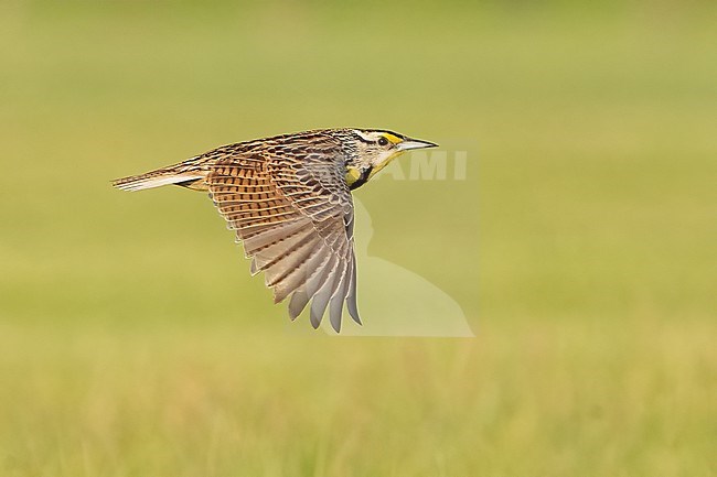 Adult 
Galveston Co., TX
April 2022 stock-image by Agami/Brian E Small,