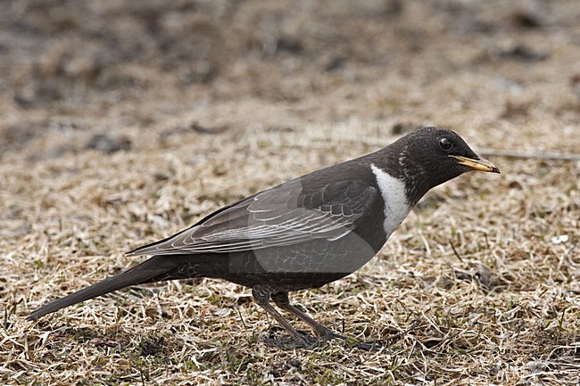 Ring Ouzel male standing on the ground; Beflijster man staand op de grond stock-image by Agami/Jari Peltomäki,