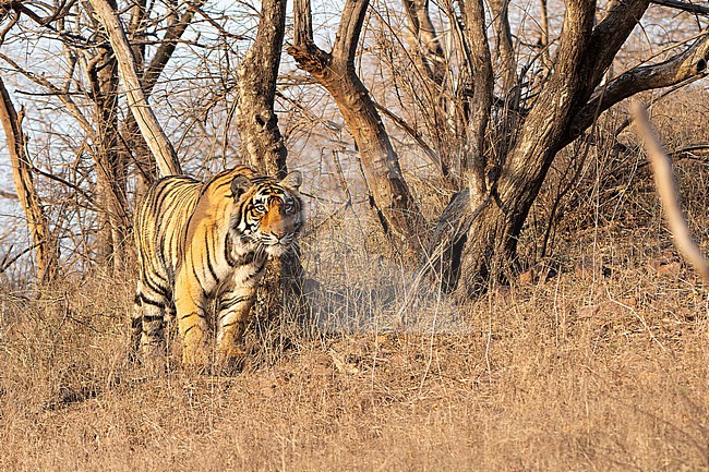 Bengal Tiger, Panthera tigris tigris, in India. stock-image by Agami/Dani Lopez-Velasco,