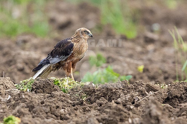 Marsh Harrier (Circus aeruginosus), side view of an adult standing on the ground, Campania, Italy stock-image by Agami/Saverio Gatto,