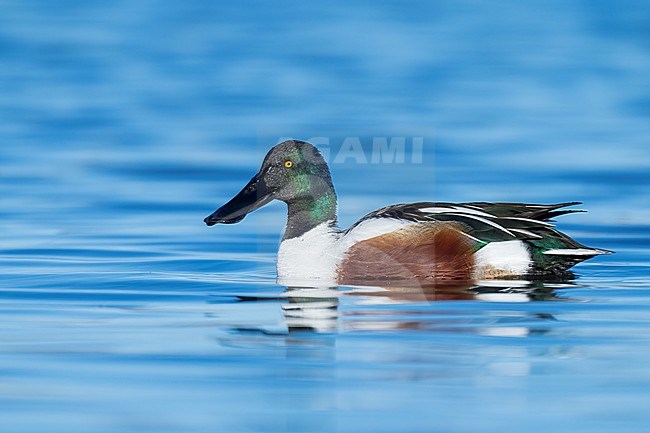 Adult male
Colusa Co., CA
January 2023 stock-image by Agami/Brian E Small,
