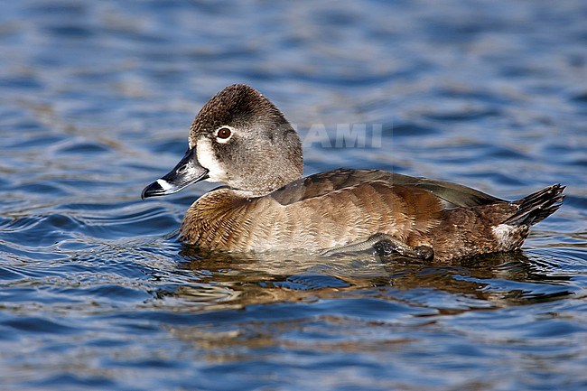 Adult female
San Diego Co., CA
January 2006 stock-image by Agami/Brian E Small,