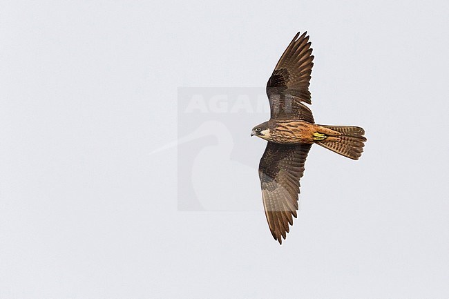 Eleonora's Falcon (Falco eleonorae), light morph adult in flight stock-image by Agami/Saverio Gatto,