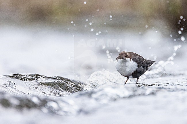  stock-image by Agami/Menno van Duijn,