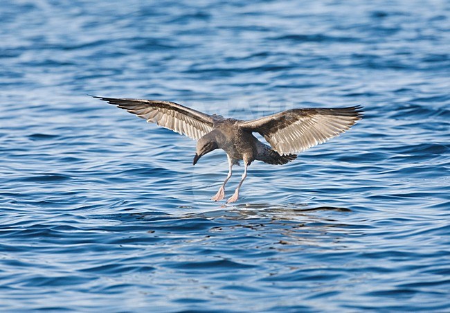 Pacifische Mantelmeeuw langs de kust Californie USA; Western Gull at the coast California USA stock-image by Agami/Marc Guyt,