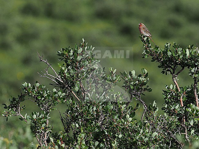 Male Przevalski's finch (Urocynchramus pylzowi) on Tibetan plateau, Qinghai, China. Also known as  Przewalski's finch or Przevalski's pinktail. stock-image by Agami/James Eaton,