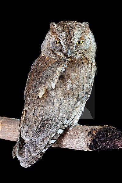 Brown morph adult Eurasian Scops Owl (Otus scops), perched on a branch. Seen from the side, showing back. stock-image by Agami/Saverio Gatto,
